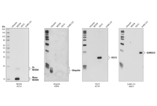  Image 5: Protein Folding and Stability Antibody Sampler Kit