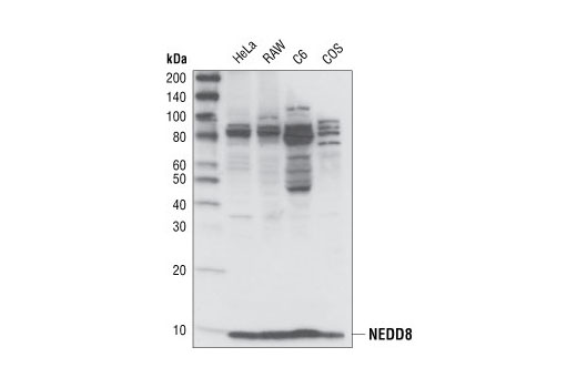  Image 15: Protein Folding and Stability Antibody Sampler Kit