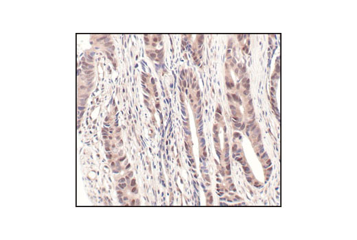 Immunohistochemistry Image 1: NEDD8 (19E3) Rabbit mAb