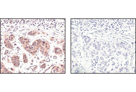 Immunohistochemistry Image 3: NEDD8 (19E3) Rabbit mAb