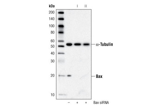 Western Blotting Image 3: Bax Antibody