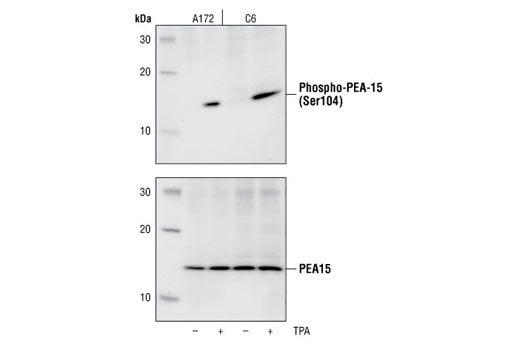 Western Blotting Image 1: Phospho-PEA-15 (Ser104) Antibody