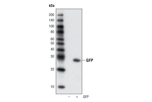 Western Blotting Image 1: GFP (4B10) Mouse mAb (BSA and Azide Free)