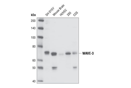 Western Blotting Image 1: WAVE-3 Antibody
