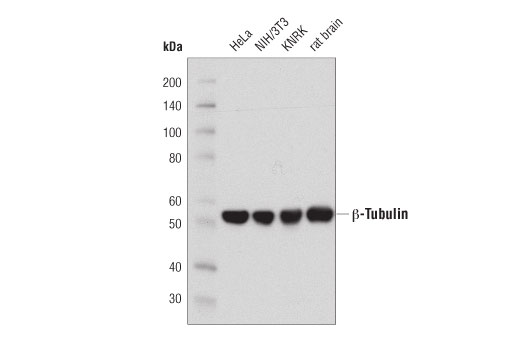 Western Blotting Image 1: β-Tubulin (D3U1W) Mouse mAb (BSA and Azide Free)