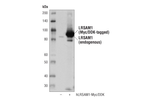  Image 19: Xenophagy Antibody Sampler Kit