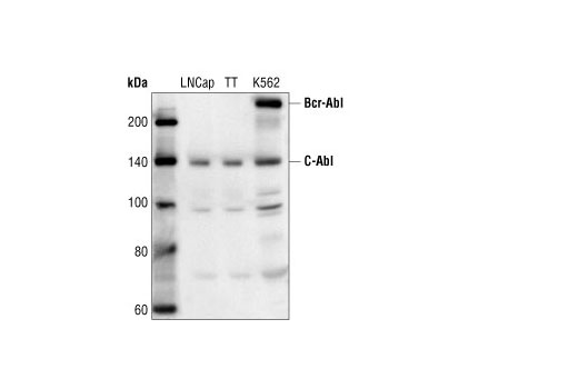  Image 6: c-Oncogene Antibody Sampler Kit