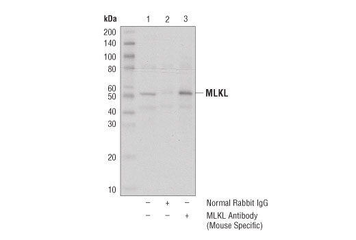 Immunoprecipitation Image 1: MLKL Antibody (Mouse Specific)