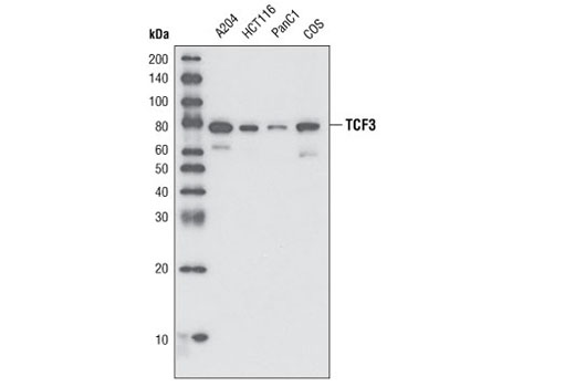  Image 8: TCF/LEF Family Antibody Sampler Kit