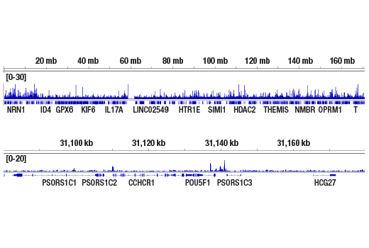 Chromatin Immunoprecipitation Image 2: Oct-4A (C52G3) Rabbit mAb