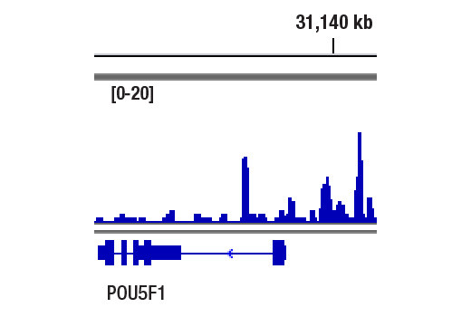 Chromatin Immunoprecipitation Image 1: Oct-4A (C52G3) Rabbit mAb
