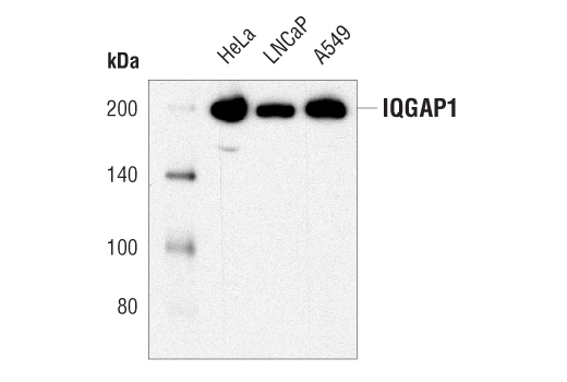Western Blotting Image 1: IQGAP1 (D6E3J) Rabbit mAb