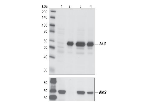  Image 9: Akt Isoform Antibody Sampler Kit