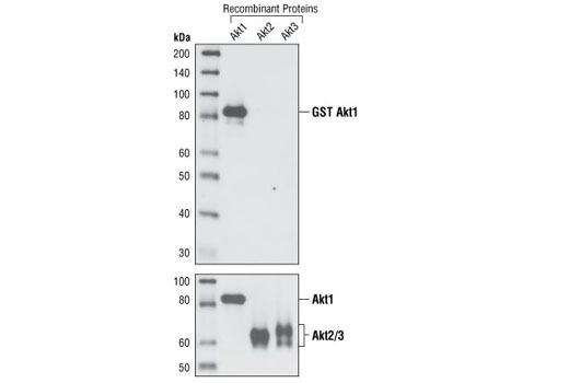  Image 11: Akt Isoform Antibody Sampler Kit