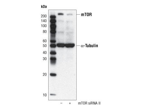  Image 13: mTOR Regulation Antibody Sampler Kit