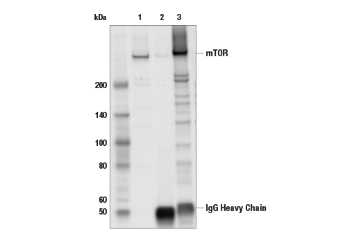  Image 4: PhosphoPlus® mTOR (Ser2448) Antibody Duet