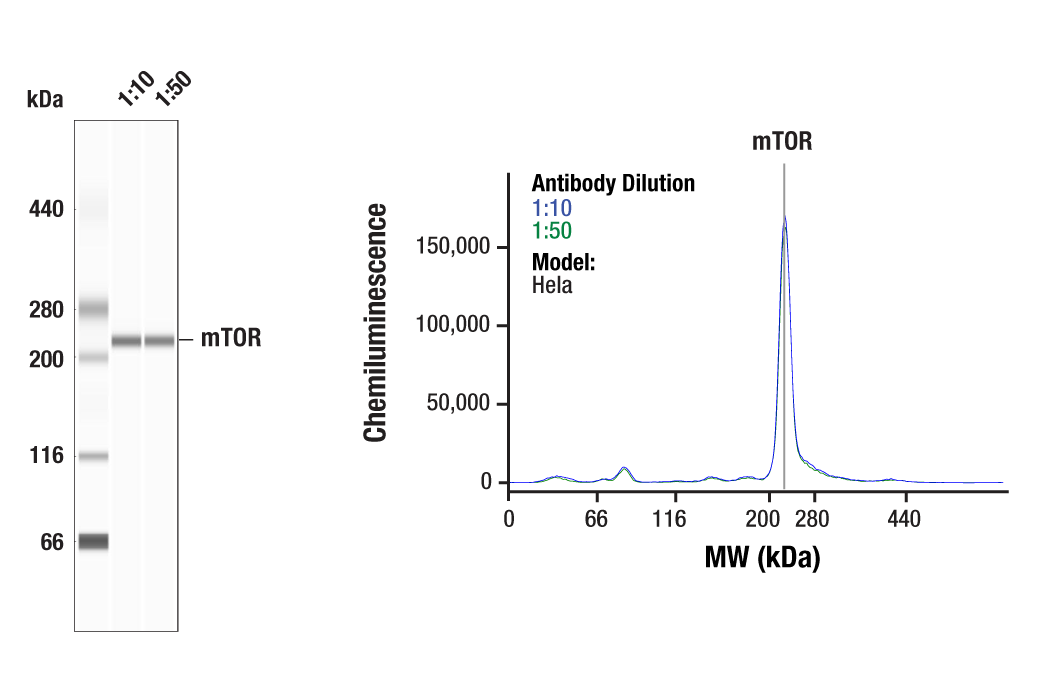  Image 2: mTOR Substrates Antibody Sampler Kit