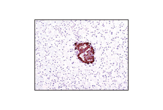 Immunohistochemistry Image 1: Insulin (C27C9) Rabbit mAb (BSA and Azide Free)