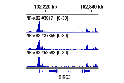  Image 7: NF-κB Family Member Antibody Sampler Kit