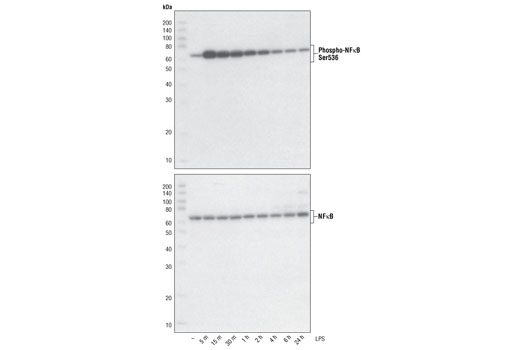  Image 6: PhosphoPlus® NF-κB p65/RelA (Ser536) Antibody Duet