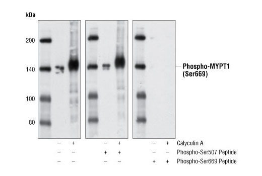  Image 8: MYPT1 Antibody Sampler Kit