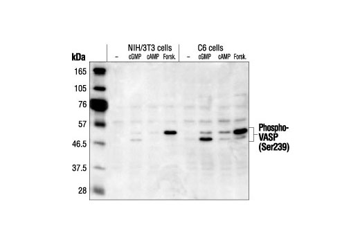  Image 4: Actin Reorganization Antibody Sampler Kit
