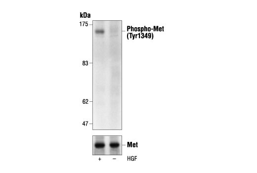 Western Blotting Image 1: Phospho-Met (Tyr1349) Antibody