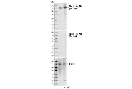  Image 4: Met Signaling Antibody Sampler Kit