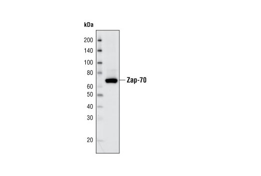 Western Blotting Image 1: Zap-70 (D1C10E) XP® Rabbit mAb (BSA and Azide Free)