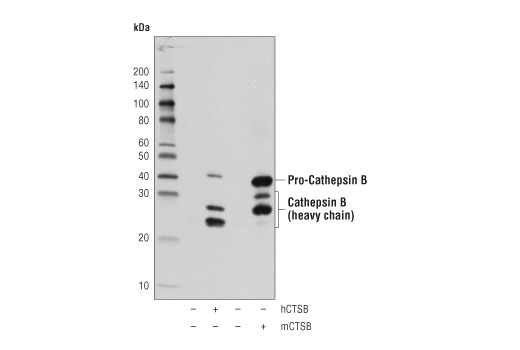 Western Blotting Image 2: Cathepsin B (D1C7Y) XP® Rabbit mAb