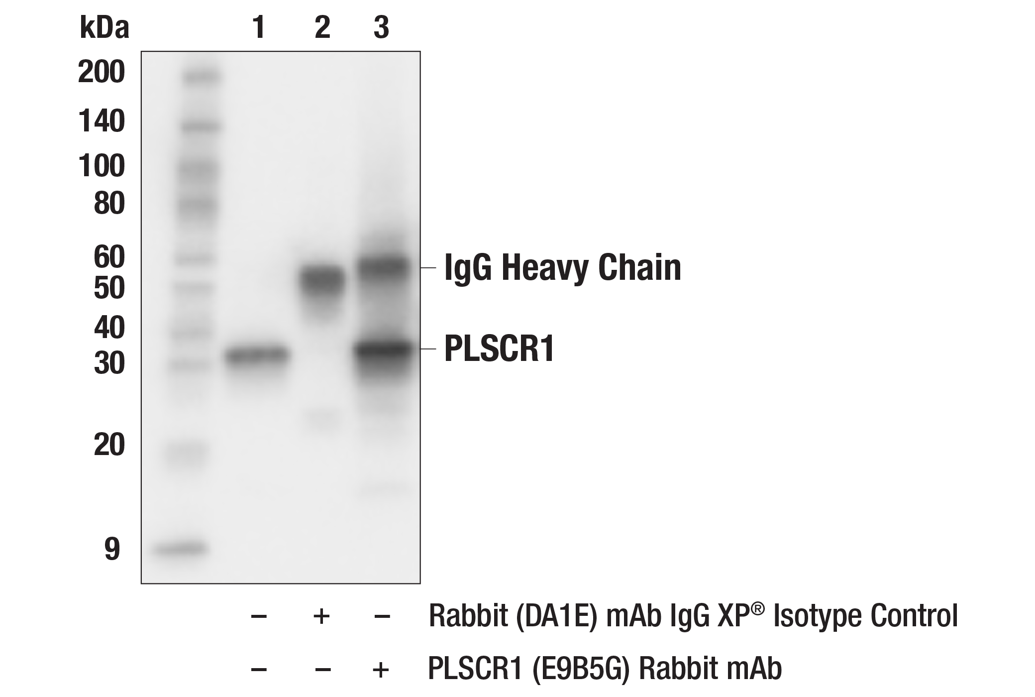 PLSCR1 E9B5G Rabbit MAb Cell Signaling Technology