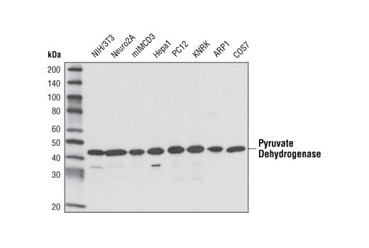 Western Blotting Image 2: Pyruvate Dehydrogenase (C54G1) Rabbit mAb