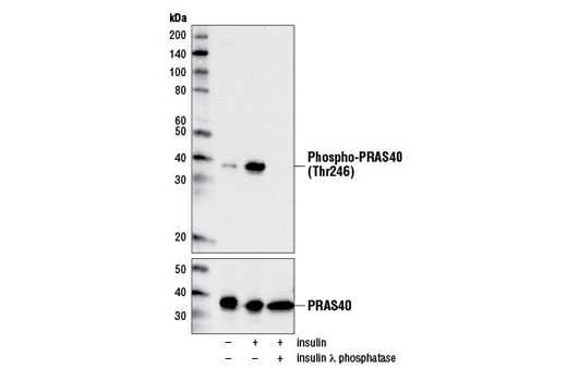 Western Blotting Image 1: Phospho-PRAS40 (Thr246) (D4D2) XP® Rabbit mAb (BSA and Azide Free)