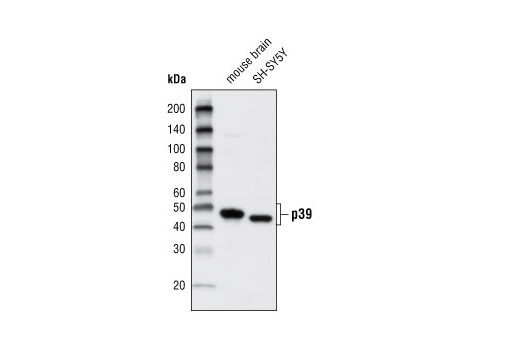 Western Blotting Image 1: p39 Antibody