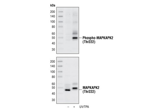 Western Blotting Image 1: Phospho-MAPKAPK-2 (Thr222) (9A7) Rabbit mAb