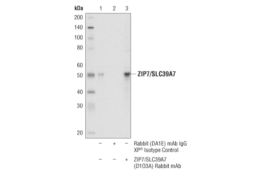 Immunoprecipitation Image 1: ZIP7/SLC39A7 (D1O3A) Rabbit mAb