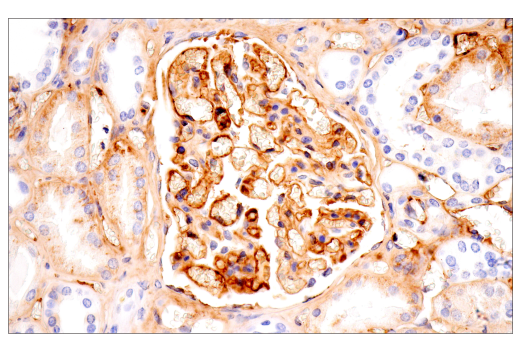 Immunohistochemistry Image 13: IgG (RWP49) Mouse mAb
