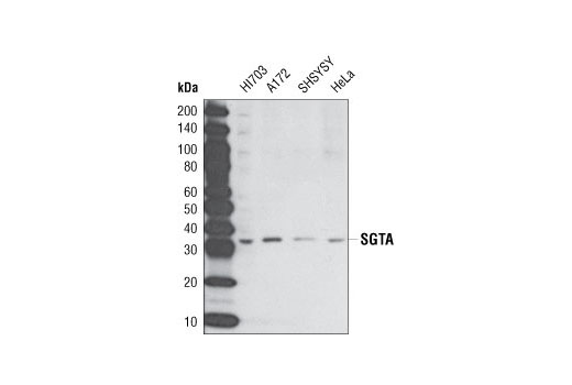 Western Blotting Image 2: SGTA Antibody