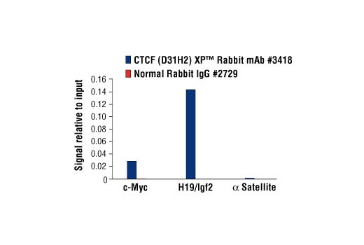 Chromatin Immunoprecipitation Image 3: CTCF (D31H2) XP® Rabbit mAb