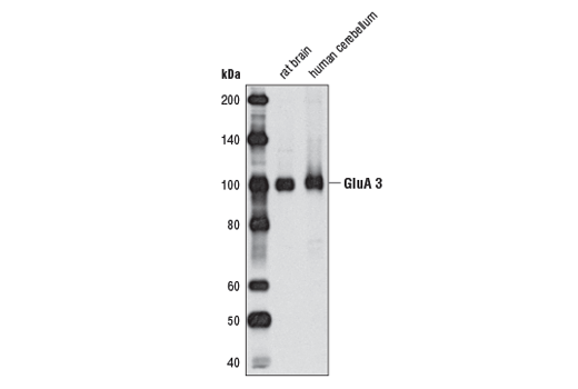 Western Blotting Image 1: AMPA Receptor 3 (GluA 3) Antibody