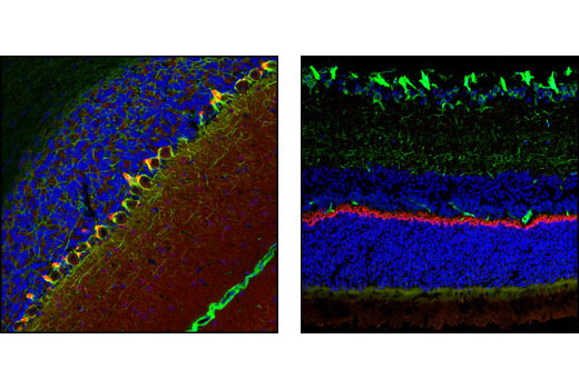  Image 9: Neuronal Scaffold Proteins Antibody Sampler Kit