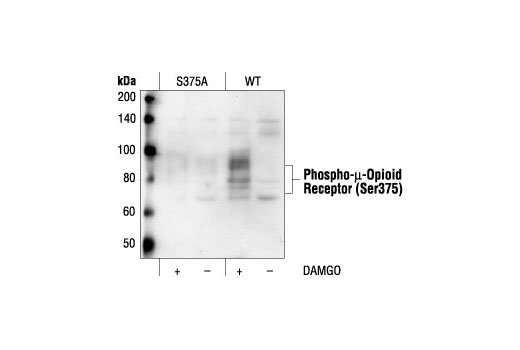 Western Blotting Image 2: Phospho-μ-Opioid Receptor (Ser375) Antibody