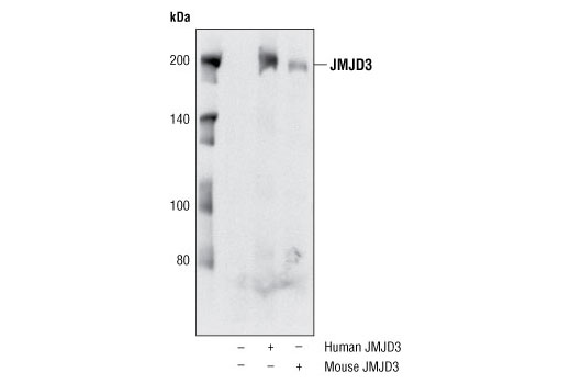 Western Blotting Image 1: JMJD3 Antibody