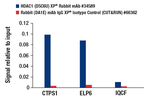 CUT and RUN Image 3: HDAC1 (D5C6U) XP® Rabbit mAb