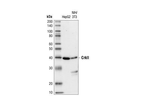 Western Blotting Image 1: CrkII Antibody