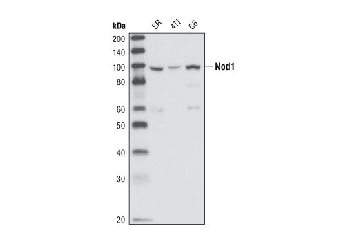 Western Blotting Image 1: Nod1 Antibody