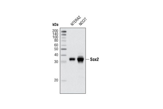  Image 3: StemLight™ iPS Cell Reprogramming Antibody Kit