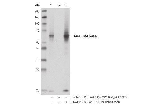 Immunoprecipitation Image 1: SNAT1/SLC38A1 (D9L2P) Rabbit mAb