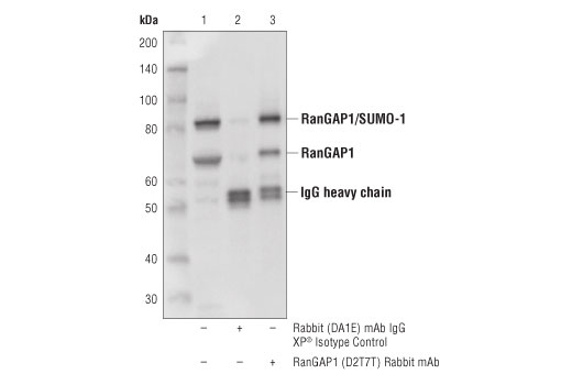 Immunoprecipitation Image 1: RanGAP1 (D2T7T) Rabbit mAb