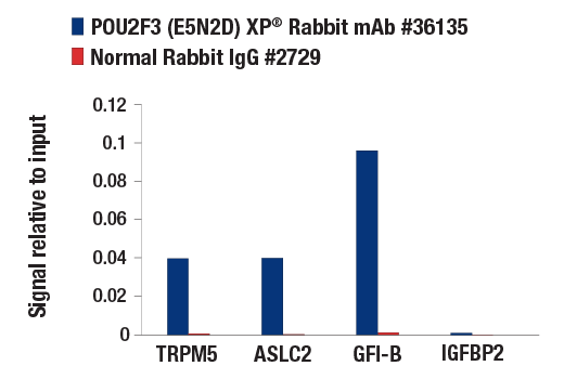 Chromatin Immunoprecipitation Image 3: POU2F3 (E5N2D) XP® Rabbit mAb